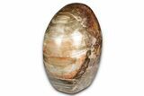 Free-Standing Polished Petrified Wood - Madagascar #339400-2